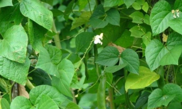 春季芸豆种植的时间和方法（种植技巧）