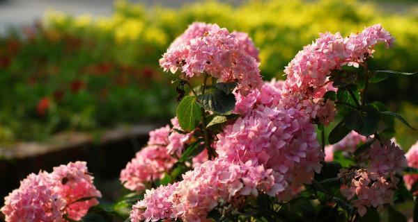 春节前后花开盛宴（探寻春节期间的花海世界）