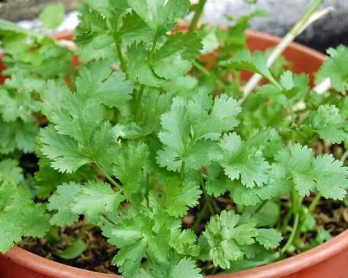 春节时节蔬菜种植指南（如何在春节期间种出丰收的蔬菜）