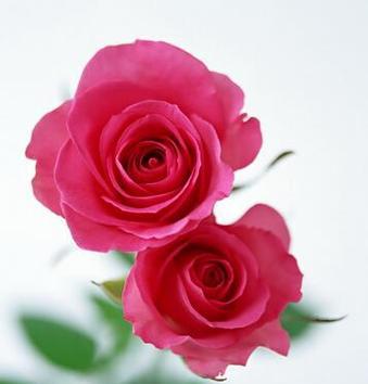 玫瑰花朵数的象征意义（玫瑰花朵数的深层寓意与表达方式）