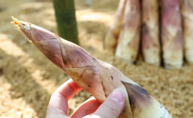 春笋采摘时间和收获季节详解（一年中最美味的季节）