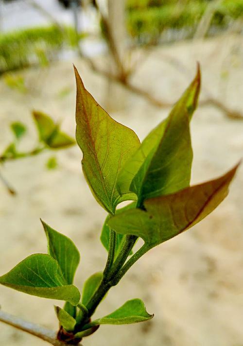 春天的发芽，树木的生命之歌（探秘春季树木的生长奇迹）