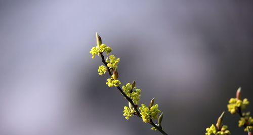 春天的发芽，树木的生命之歌（探秘春季树木的生长奇迹）