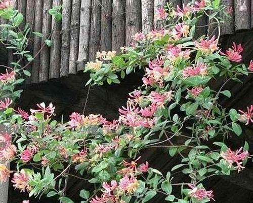 春天庭院盛开的花朵（15种适合在春天庭院种植的花卉）