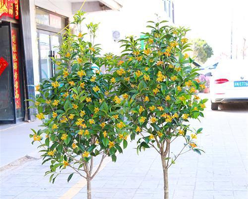 春天里种植的美丽植物——缤纷花卉