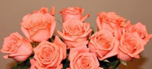 玫瑰花的象征意义（探索玫瑰花所代表的情感和价值观）