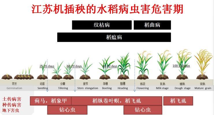 春小麦套种作物品种及技术（提高农业效益）