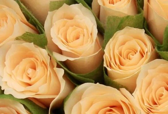 玫瑰花的花语及寓意（探秘不同朵数的玫瑰花所代表的含义）