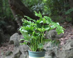 室内养花，必知这些——春雨花卉的有毒性及适宜室内养护方法（了解春雨花卉有毒性的重要性）