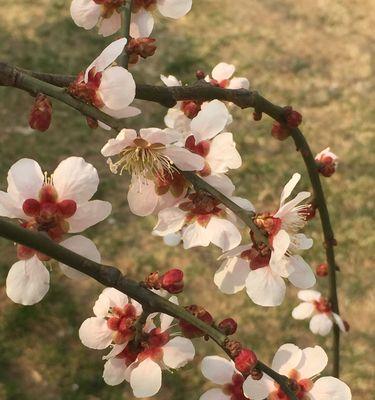 梅花的含义及寓意（一朵清雅的花）