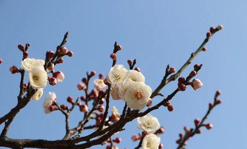 梅花的含义及寓意（一朵清雅的花）