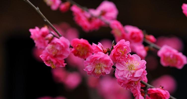 梅花（探寻梅花所蕴含的品质及意义）