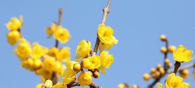 梅花的象征意义及其美学价值（探寻梅花的文化底蕴）