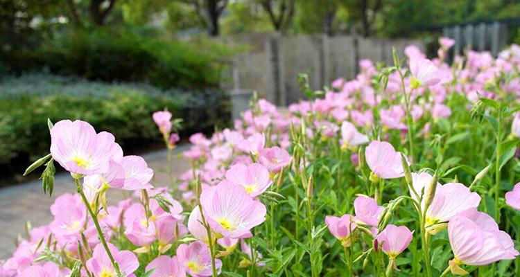 美丽月见草花语与生活的智慧（探寻月见草花语的奥秘与应用）