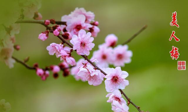 美人梅花语与意义（探寻美人梅的美丽寓意与传统文化）