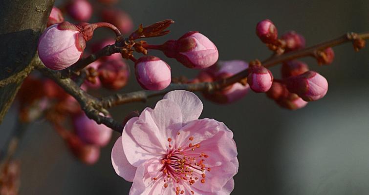 美人梅花语——寄托情感的花朵（唤起美好回忆的媒介）