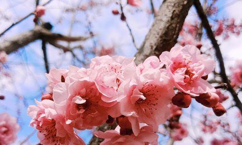 美人梅花语——寄托情感的花朵（唤起美好回忆的媒介）