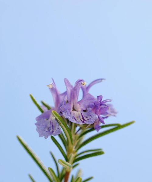 迷迭香的花语与传说（草本植物中的神秘力量与美丽传说）