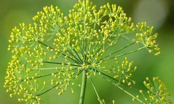 迷迭香花语（迷迭香）