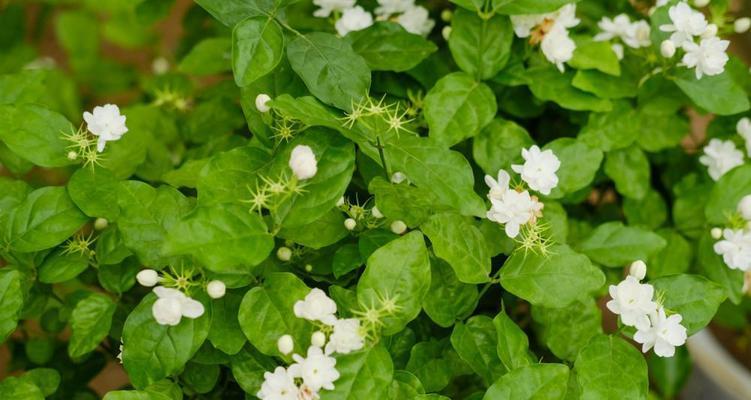 茉莉花的花语与寓意（茉莉花的象征与意义）