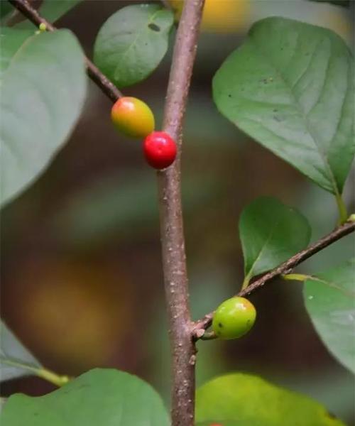 雌雄异株的植物分类与生殖方式（探究雌雄异株植物）