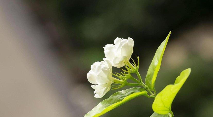 茉莉花的花语与寓意（花开送福）