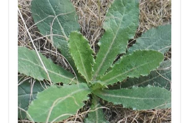 探秘刺儿菜的神奇功效（从中医角度看待刺儿菜的药用价值）