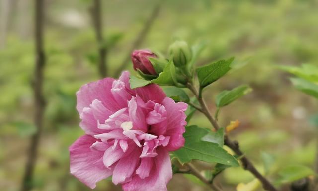 木槿花语与寓意（探寻木槿花的深刻含义）