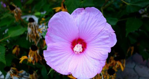 木槿花花语及其象征意义（探索木槿花的深层内涵与寓意）