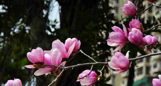 木兰花的花语与寓意（探索木兰花所传递的美丽信息）