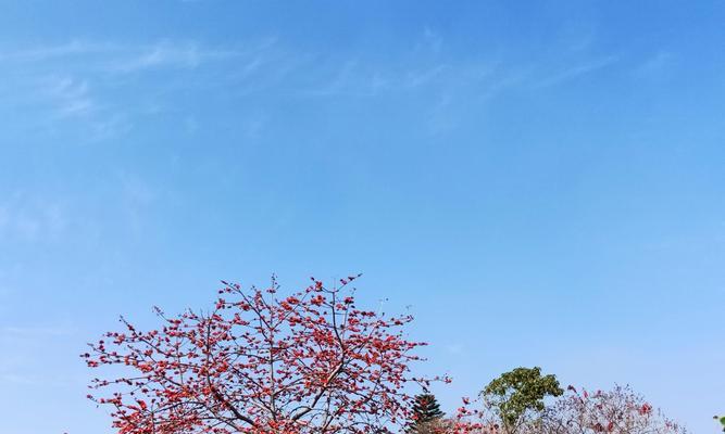 木棉花的花语与象征（探寻木棉花所传递的情感与意义）