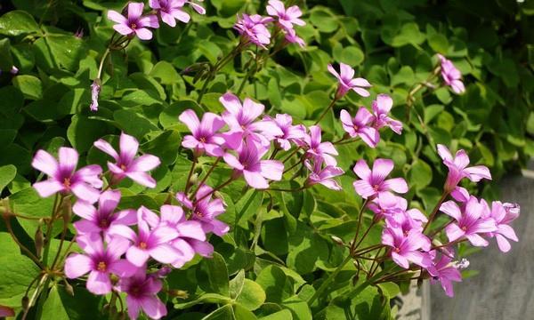 苜蓿花语（以苜蓿花为主题的花语解析及其美丽寓意）