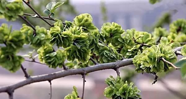 耐盐碱植物（探索荒漠与咸碱土壤下的绿色奇迹）