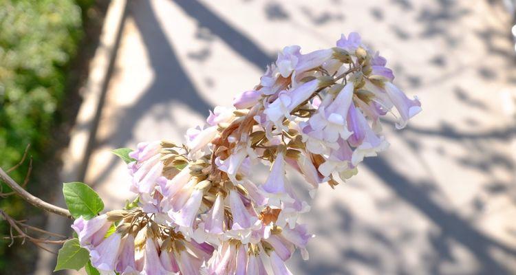 泡桐花（盛夏之美）