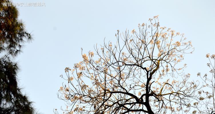 泡桐花的花语与传说（传承千年的美丽与神秘）