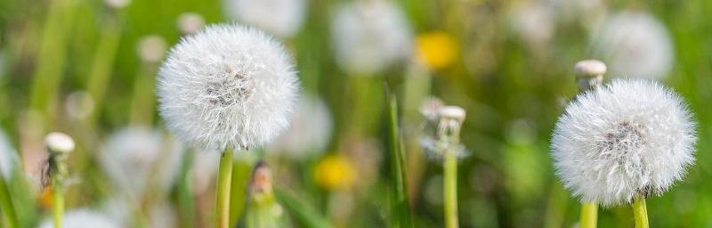 蒲公英的花语和传说（探寻蒲公英的奇妙花语和神秘传说）