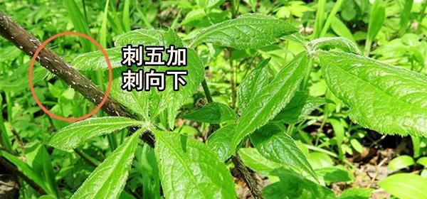 刺五加保护及其意义（植物保护）