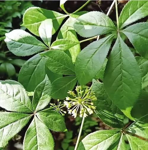 刺五加保护及其意义（植物保护）