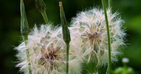 蒲公英的花语与寓意（蒲公英的花语及其寓意解析）