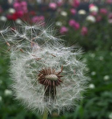 蒲公英的花语与寓意（蒲公英的花语及其寓意解析）