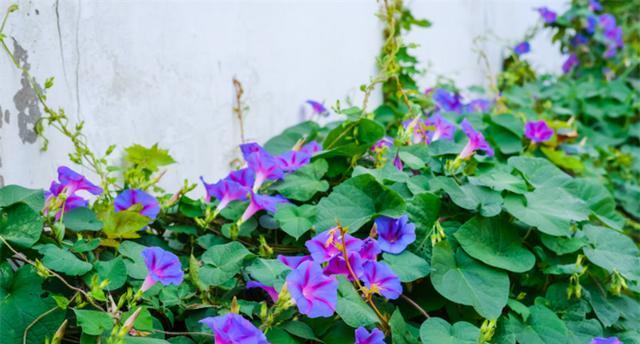 牵牛花的花语与寓意（探寻牵牛花的美丽与哲理）