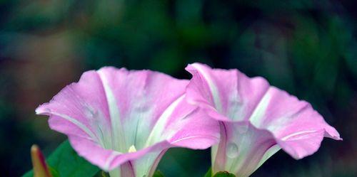 牵牛花的花语与寓意（探索牵牛花花语的美丽世界）