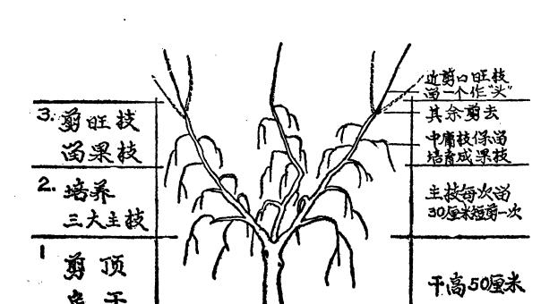 葱兰开花后的修剪技巧（掌握这些技巧）