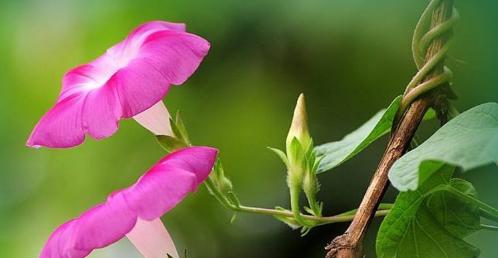 牵牛花花语解读（揭开牵牛花背后的心意）