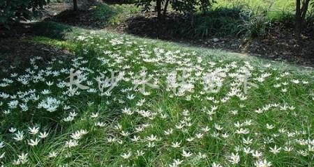 葱兰不是木本植物，其特殊之处你不知道（解析葱兰与木本植物的区别及其独特特性）