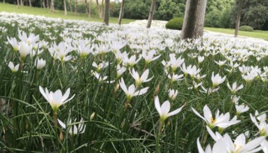 葱莲花期介绍（探究葱莲花开季节）