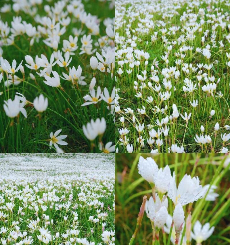 葱莲花期介绍（探究葱莲花开季节）