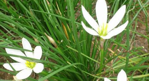 葱莲花期介绍（探究葱莲花开季节）