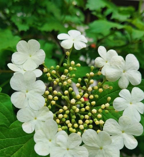 以琼花花语的意义与传承（解读以琼花花语）