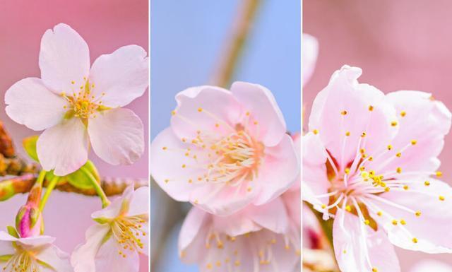 樱花——日本国花的寓意与美丽（盛开的樱花为春天带来希望与喜悦）